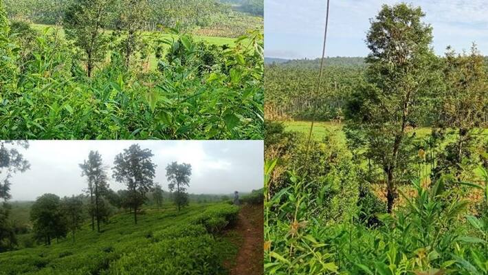 After 22 years the price of tea has gone up After 22 years the price of tea has gone up