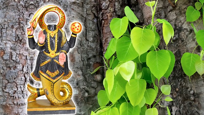 7. कृष्ण पक्ष में प्रतिदिन शाम को एक दोने में पके हुए चावल लेकर उस पर मीठा दही व काले तिल डाल कर दान करें। अगर दान न कर पाएं तो यह दोना पीपल के नीचे रखकर केतु दोष शांति के लिए प्रार्थना करें।

