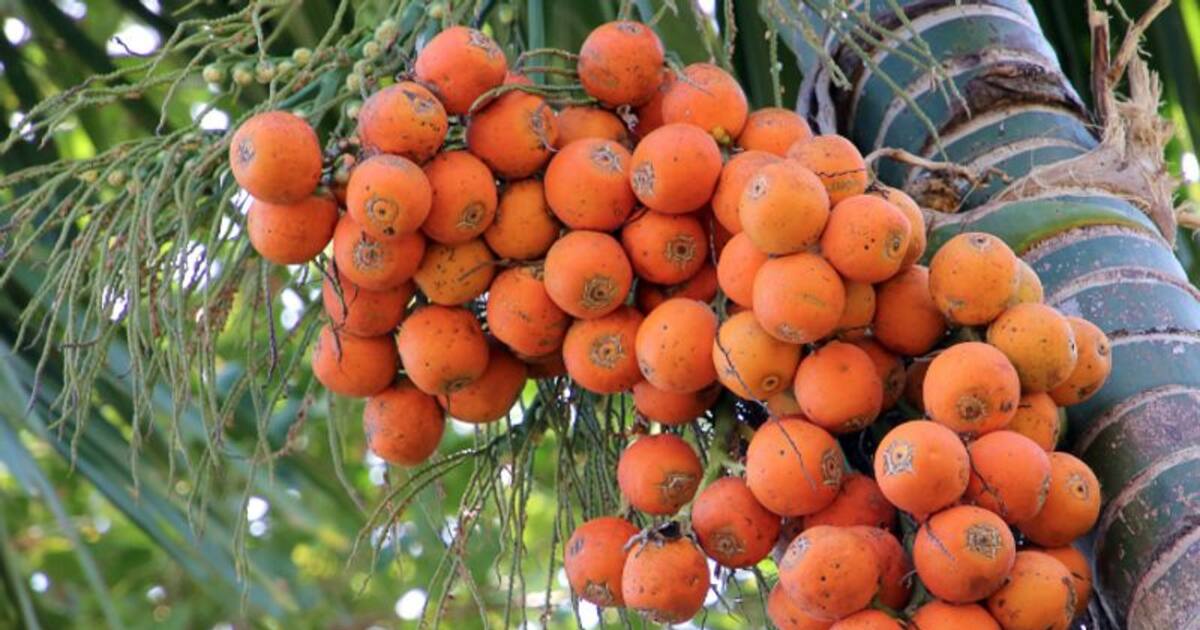 கொட்டை பாக்கில் கொட்டி கிடக்கும் நன்மைகள்...!