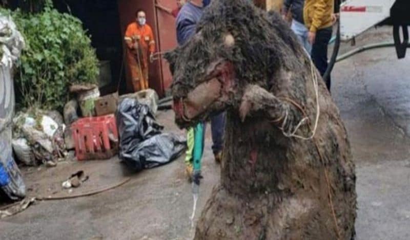 सोशल मीडिया पर एक विशालकाय चूहे की तस्वीर वायरल हो रही है। ये चूहा इंसान से भी बड़ा था। इसे देख लोगों की आंखें फटी की फटी रह गई। 