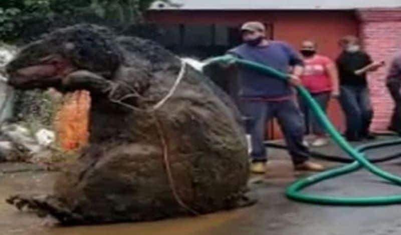 ये चूहा काफी बड़ा था। ये तूफ़ान के बाद आई बारिश में शहर के नाले में अटक गया था। जब मेक्सिको के वर्कर्स की नजर इसपर पड़ी तो एक बार के लिए सबकी सांसें अटैक गई। इसके बाद लोगों ने इसे नजदीक से देखा। 