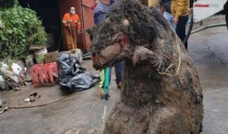 दरअसल, ये चूहा असली नहीं था। ये एक बड़ा हैलोवीन प्रॉप था। यानी ये एक नकली चूहा था। ये तूफान में बहकर नाले तक जा पहुंचा जिसके बाद सफाई कर्मचारियों के जाले में ये फंस गया।
