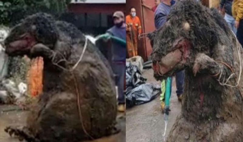 चूहे की असली मालकिन की भी पहचान हो गई। इवलिन लोपेज़ ने बताया कि कई साल पहले आए तूफ़ान में उनका ये चूहा खो गया था। लेकिन अब जाकर उसे ये दुबारा मिल गया है। 