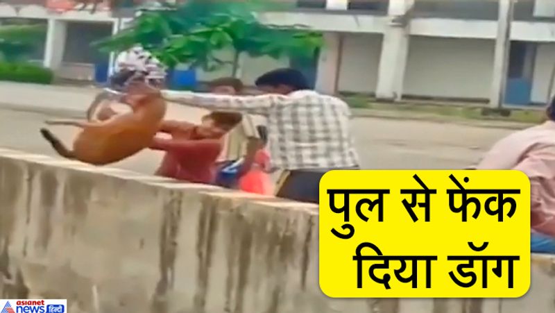 यह तस्वीर जबलपुर की है। देखा जा सकता है कि कैसे तीन लड़कों ने डॉग को उठाकर नहर में फेंका।