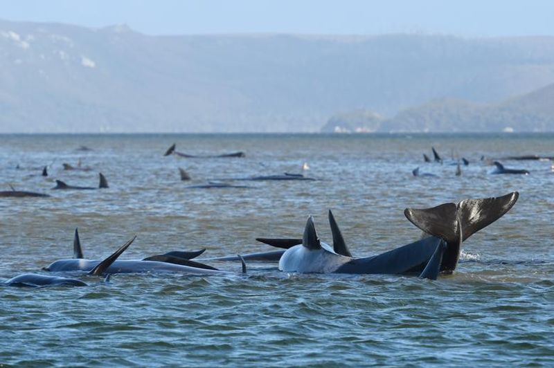 380 Whales Dead 50 Rescued In Australian Islands Biggest Stranding BSS