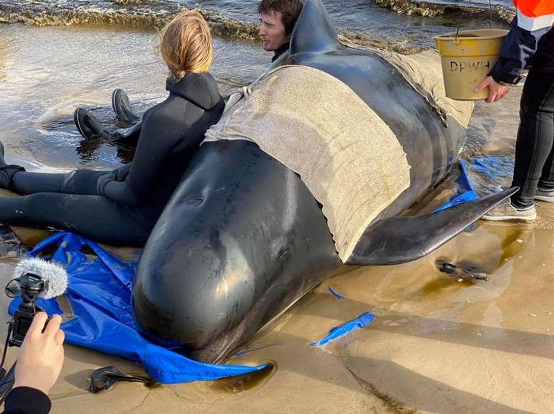 380 Whales Dead 50 Rescued In Australian Islands Biggest Stranding BSS