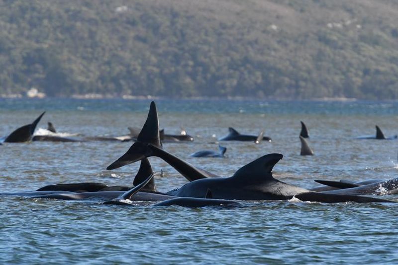 380 Whales Dead 50 Rescued In Australian Islands Biggest Stranding BSS