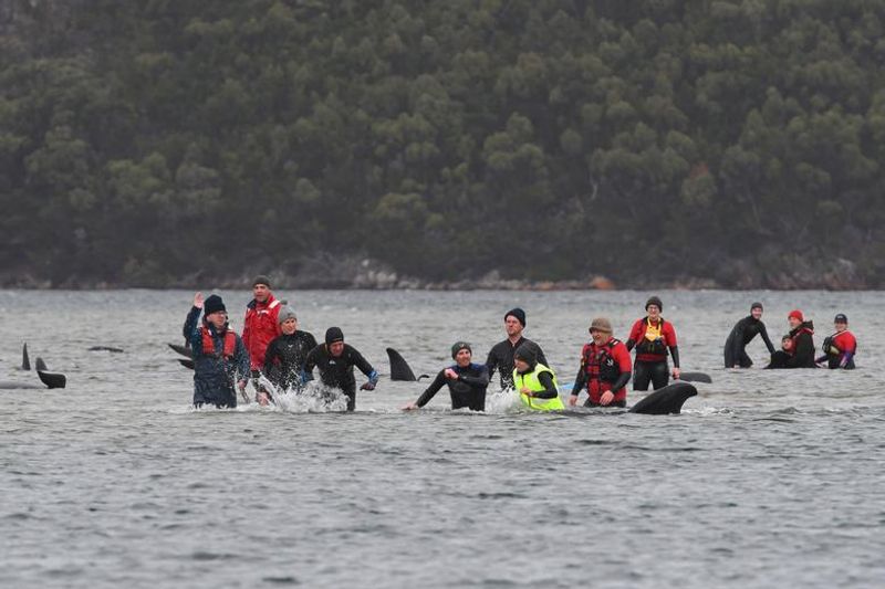 380 Whales Dead 50 Rescued In Australian Islands Biggest Stranding BSS
