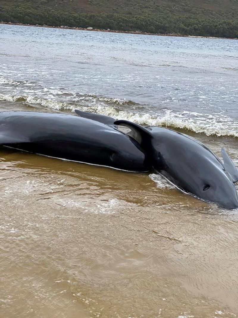 380 Whales Dead 50 Rescued In Australian Islands Biggest Stranding BSS