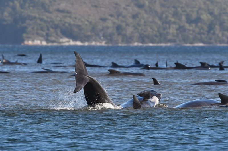 380 Whales Dead 50 Rescued In Australian Islands Biggest Stranding BSS