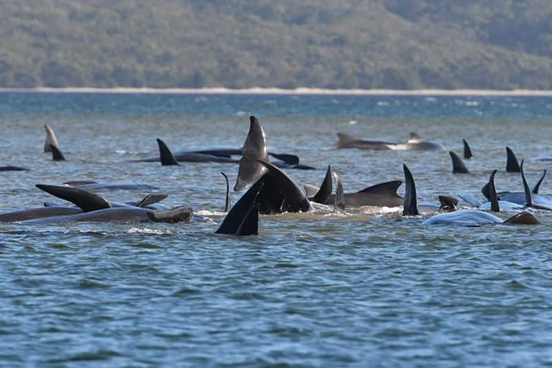 380 Whales Dead 50 Rescued In Australian Islands Biggest Stranding BSS