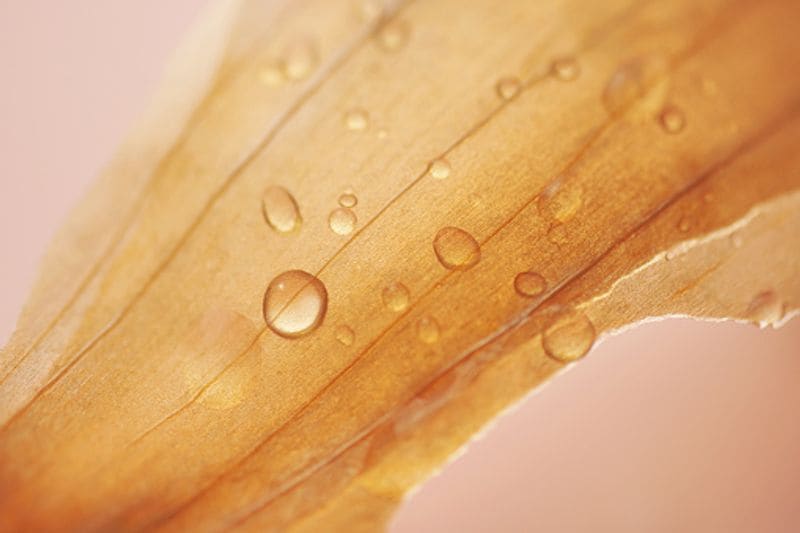 Onion Peel Tea Benefits That will Convince You To Save Those Onion Skins dpl