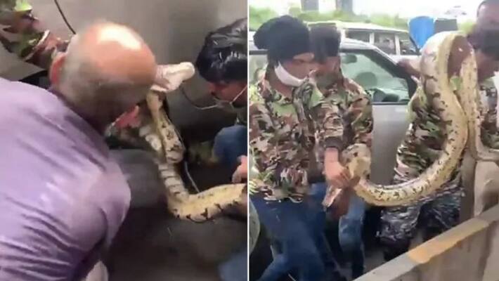 10 Foot python caught in a car tyre rescued 10 Foot python caught in a car tyre rescued