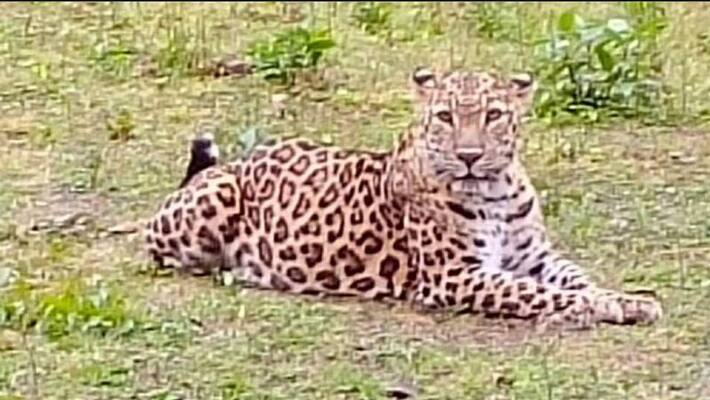 leopard attacked on devotees in Chittoor district lns leopard attacked on devotees in Chittoor district lns