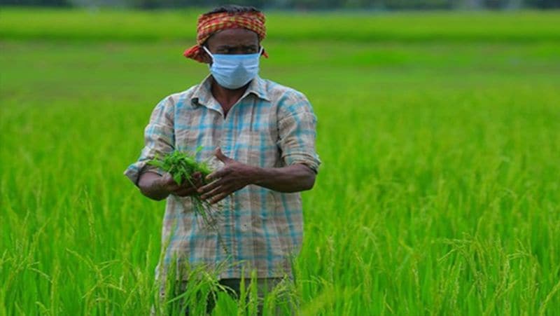 Kerala government set up welfare board for farmers, know how farmers will benefit