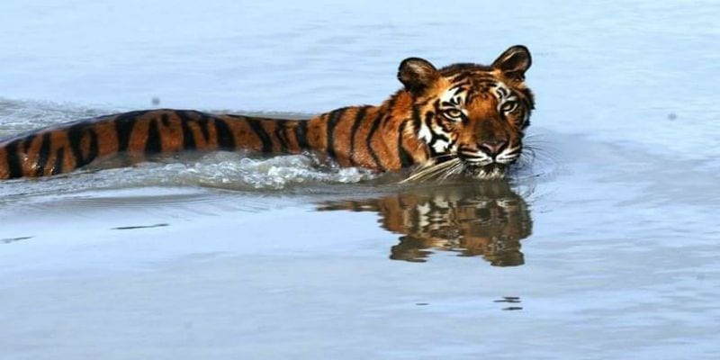 Sundarbans open for tourism in Coronavirus again ASB