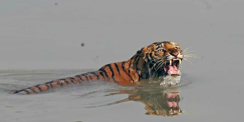 Sundarbans open for tourism in Coronavirus again ASB