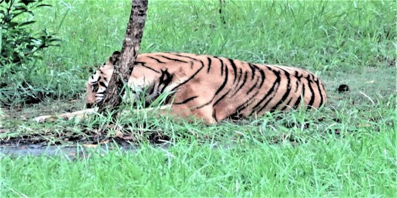 Sundarbans open for tourism in Coronavirus again ASB