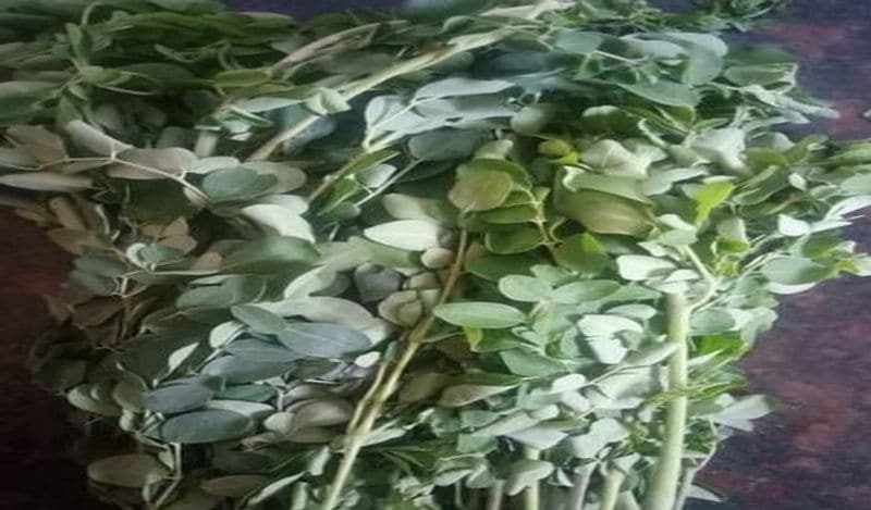 <p style="text-align: justify;">ರಕ್ತದೊತ್ತಡದ ಮಟ್ಟವನ್ನು ಕಾಯ್ದುಕೊಳ್ಳಲು, ಹಲವಾರು ಮೂತ್ರಪಿಂಡಗಳ ತೊಂದರೆಗಳಿಂದ ರಕ್ಷಿಸಲು, ಕಣ್ಣಿನ ಆರೋಗ್ಯವನ್ನು ಸುಧಾರಿಸಲು, ಆರೋಗ್ಯಕರ ಚರ್ಮಕ್ಕೆ ಬೆಂಬಲ ನೀಡುವುದು ಮತ್ತು ರಕ್ತಹೀನತೆ ಮತ್ತು ಸಿಕಲ್ ಸೆಲ್ ಕಾಯಿಲೆಯಂತಹ ಸಮಸ್ಯೆಗಳಿಗೆ ಚಿಕಿತ್ಸೆ ನೀಡಲು ನುಗ್ಗೆ ಎಲೆ ಸಹಾಯ ಮಾಡುತ್ತದೆ ಎಂದು ಸಂಶೋಧನೆಗಳು ಹೇಳುತ್ತವೆ.</p>