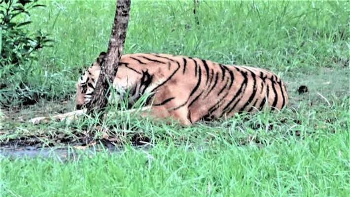 Sundarban open for tourism in Coronavirus again ASB Sundarban open for tourism in Coronavirus again ASB