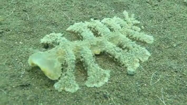 watch viral video of rare gelatinous creature crawling on sea bed bsm watch viral video of rare gelatinous creature crawling on sea bed bsm