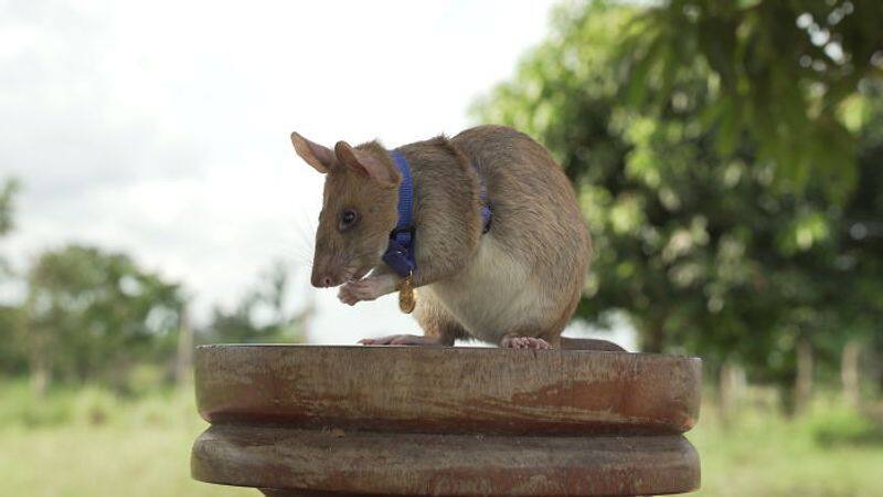 Magawa the rat awarded gold medal for his work detecting landmines