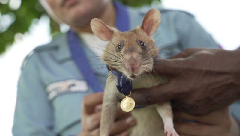 Magawa the rat awarded gold medal for his work detecting landmines