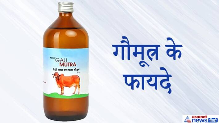 In Hinduism, Gomutra is considered sacred, it can get you rid of planetary defects and other troubles KPI In Hinduism, Gomutra is considered sacred, it can get you rid of planetary defects and other troubles KPI