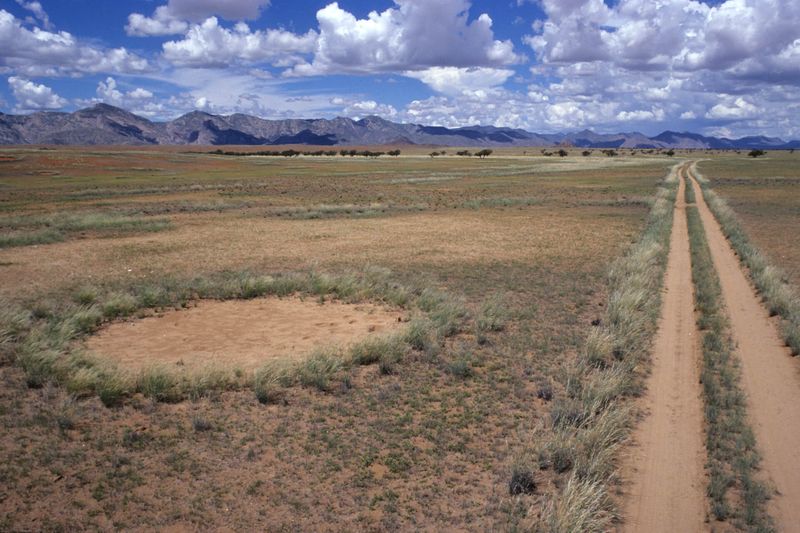 Mystery over fairy circles appearing in African desert finally solved