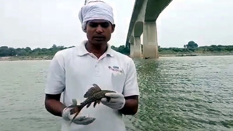 कहा जाता है कि नदियों ने अपनी गहराई में ना जाने कितने राज्य और रहस्य को छुपा रखा है, लेकिन वाराणसी के रामनगर के रमना गांव नदी में डॉल्फिन के संरक्षण और बचाव के लिए लगी गंगा प्रहरियों की टीम को उस वक्त एक मछली के रूप में अजूबा हाथ लगा जो गंगा नदी ही नहीं बल्कि पूरे हिंदुस्तान और साउथ एशिया तक में भी नहीं मिलती है।