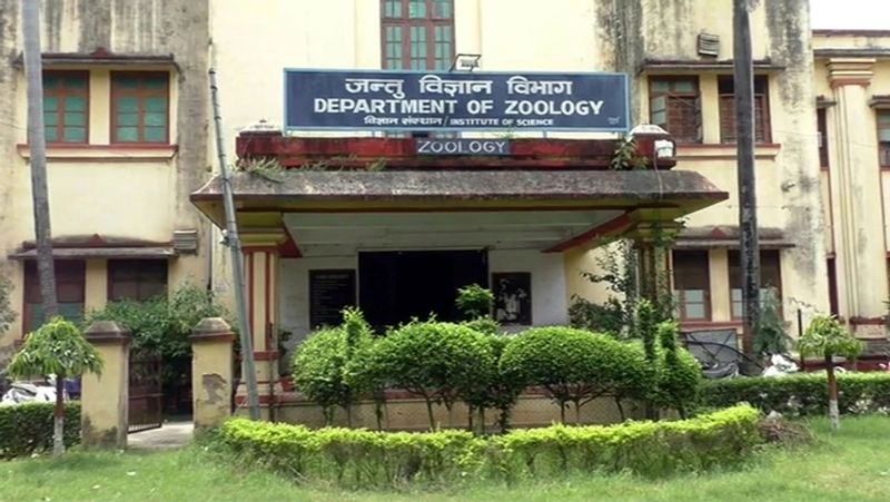 प्रोफेसर इसे खतरा इसलिए बताते हैं क्योंकि यह मछली मांसाहारी है और आसपास के जीव-जंतुओं को खाकर जिंदा रहती है। इस वजह से यह किसी महत्वपूर्ण मछली या जीव को पनपने नहीं देती है जबकि इस मछली की खुद की फूड वैल्यू कुछ नहीं है क्योंकि यह बेस्वाद होती है।
