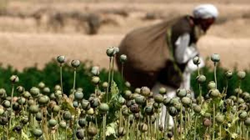 Heroin labs of Taliban that Even America Cannot Stop flourishing
