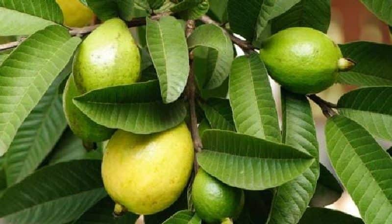 From weight loss to healthy heart: Amazing benefits of consuming guavas-dnm