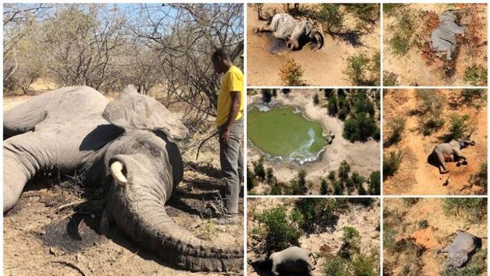 mystery behind Botswana elephant deaths solved cyano bacteria suspected mystery behind Botswana elephant deaths solved cyano bacteria suspected