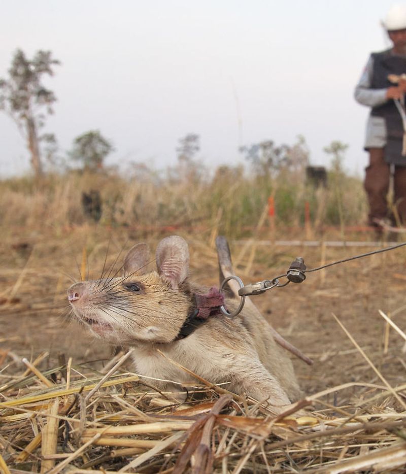 tale of Magawa giant african puched rat in combodia