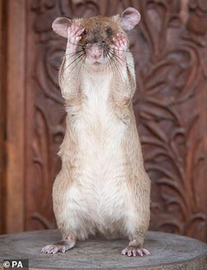 tale of Magawa giant african puched rat in combodia