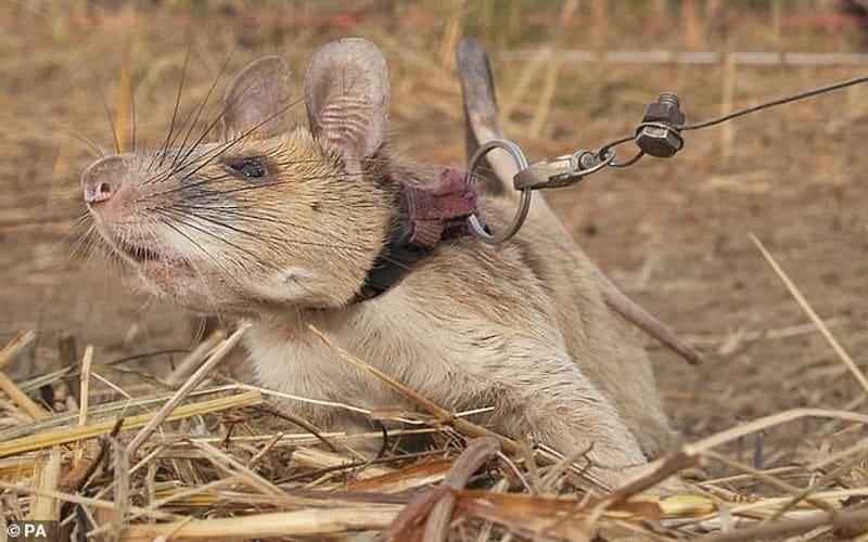 tale of Magawa giant african puched rat in combodia