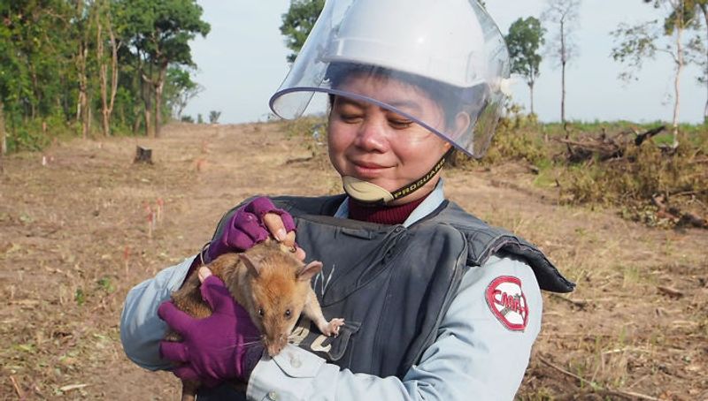 tale of Magawa giant african puched rat in combodia