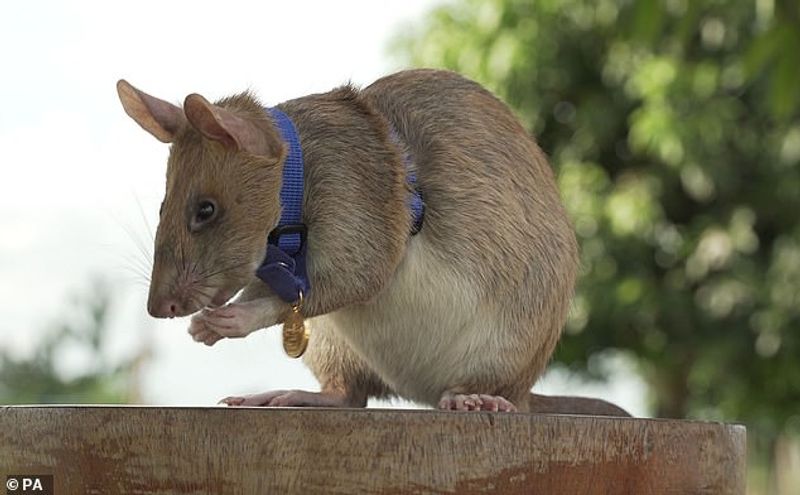 tale of Magawa giant african puched rat in combodia