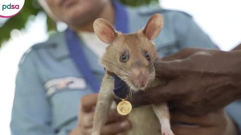 tale of Magawa giant african puched rat in combodia