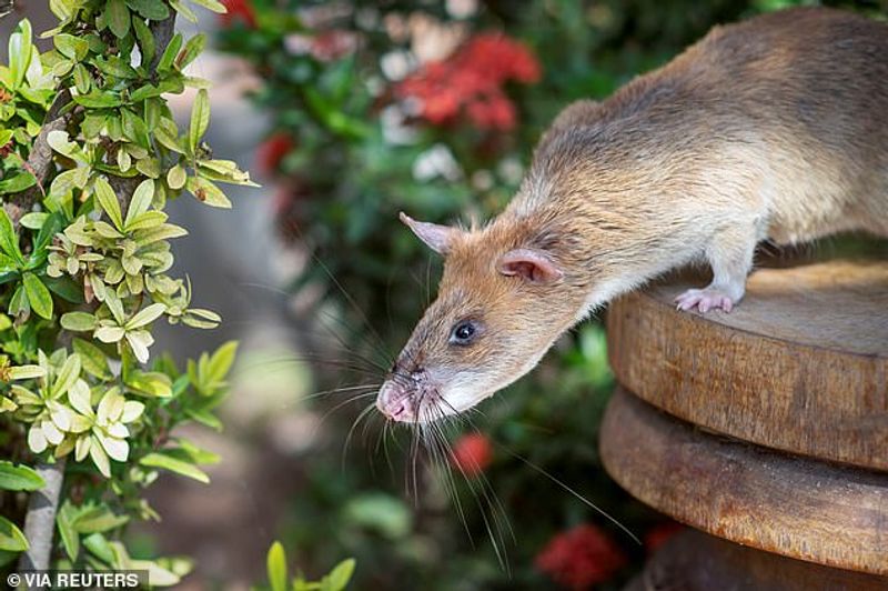 tale of Magawa giant african puched rat in combodia