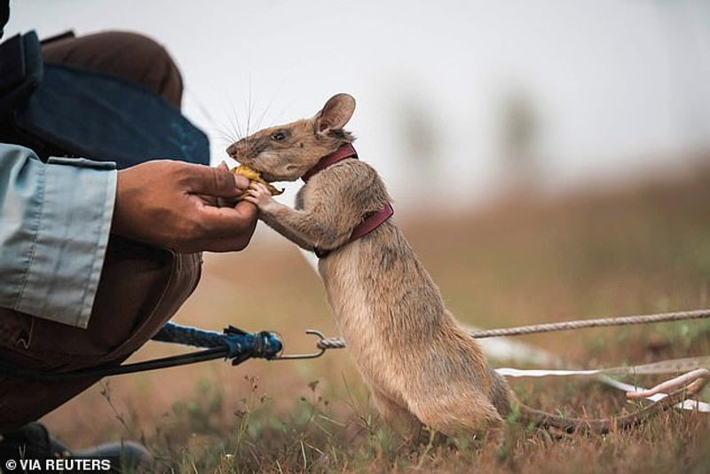 tale of Magawa giant african puched rat in combodia