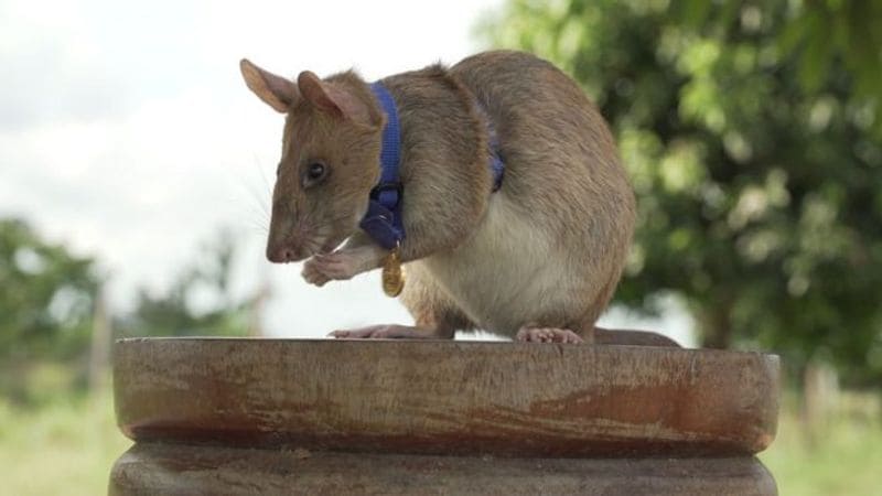 tale of Magawa giant african puched rat in combodia