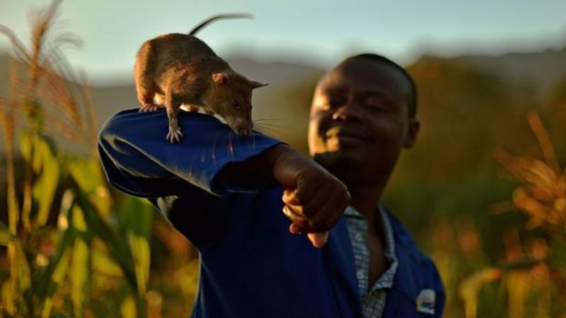 tale of Magawa giant african puched rat in combodia