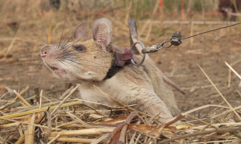tale of Magawa giant african puched rat in combodia