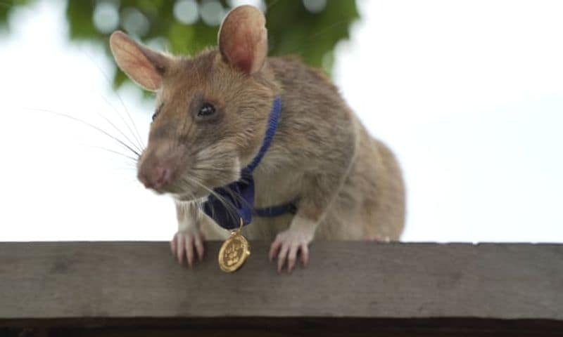 tale of Magawa giant african puched rat in combodia