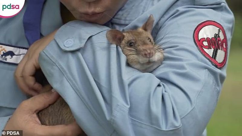 tale of Magawa giant african puched rat in combodia