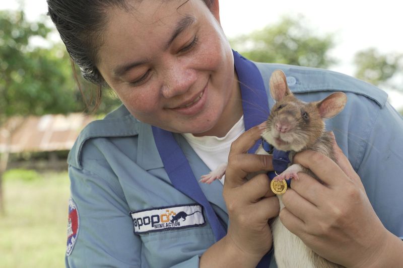 tale of Magawa giant african puched rat in combodia