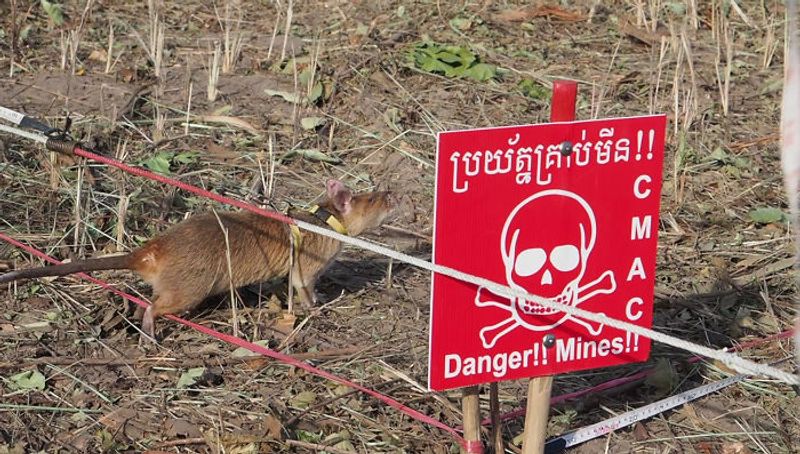 tale of Magawa giant african puched rat in combodia