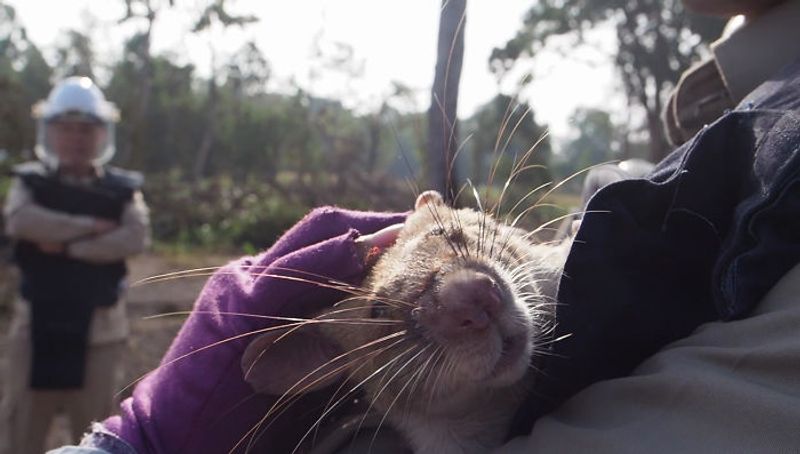 tale of Magawa giant african puched rat in combodia